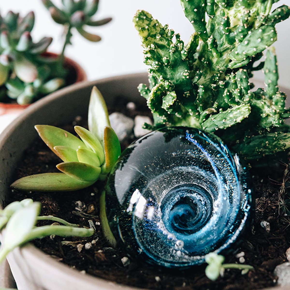 commemo_poussiere-etoiles_bleu-crepuscule_c-reel_plante